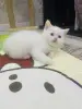 Котенок