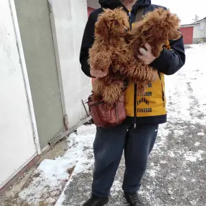 Той пуделя щенки