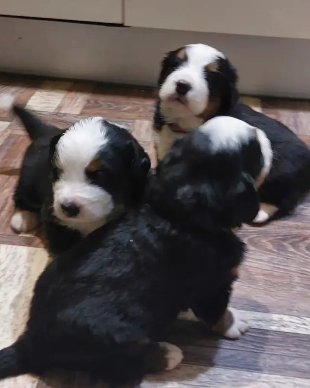 Собаки - Вся Беларусь - 97816 - Доска объявлений Kupika.by - Фото 3