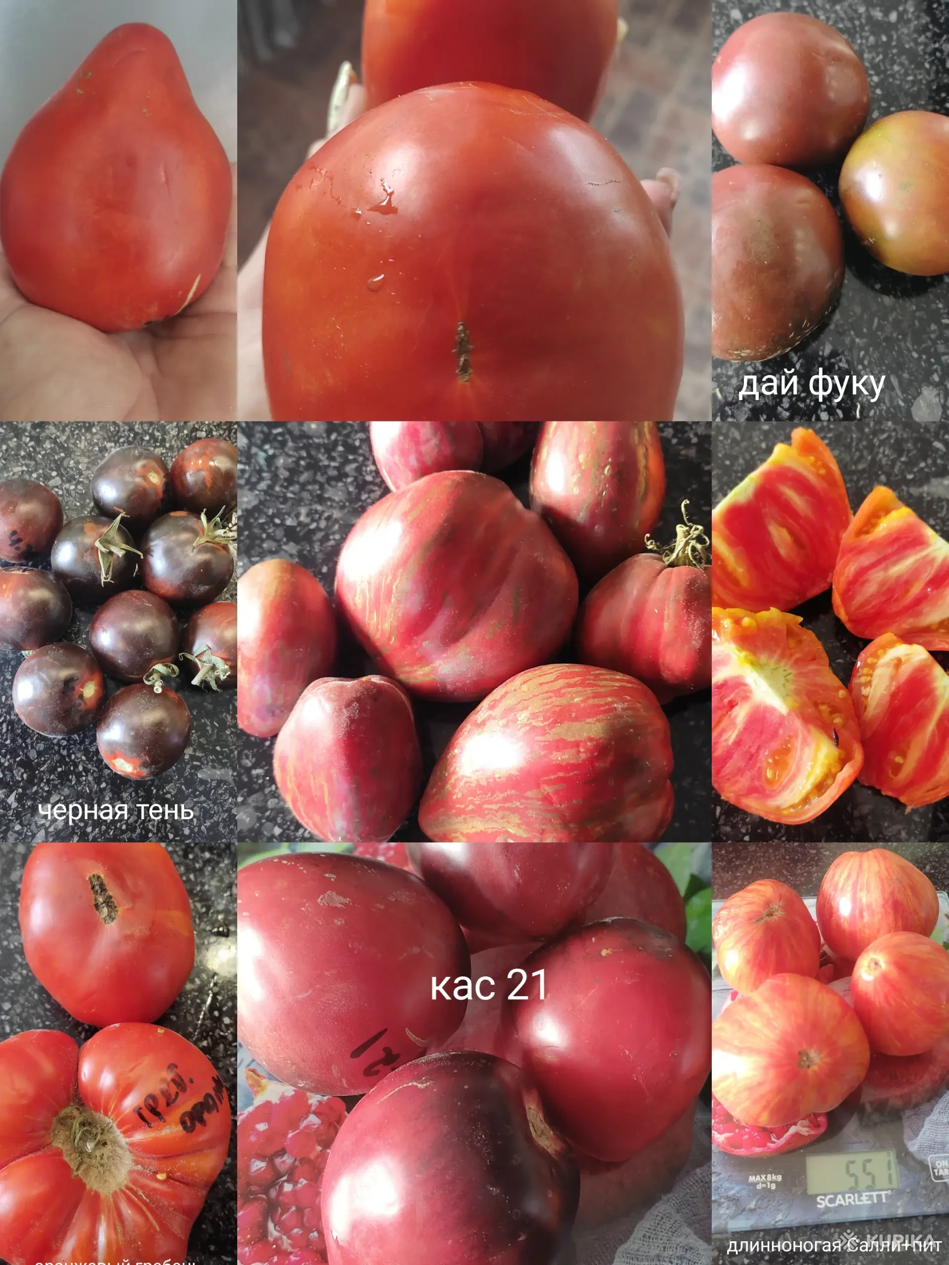 Семена томатов, Вся Беларусь, 95725