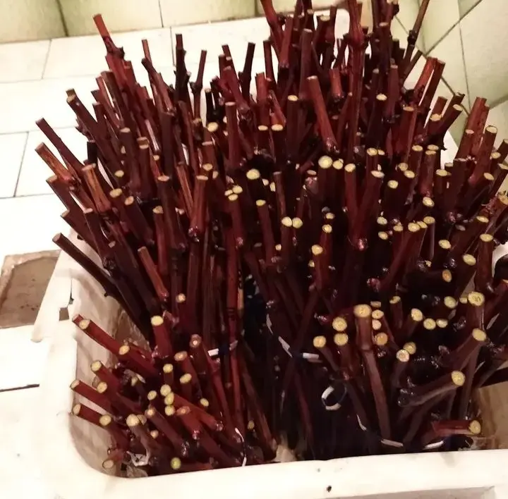 Саженцы, рассада - саженцы винограда - Копысь - Фото 6 саженцы винограда - Копысь - 97921 - Доска объявлений Kupika.by - Фото 6