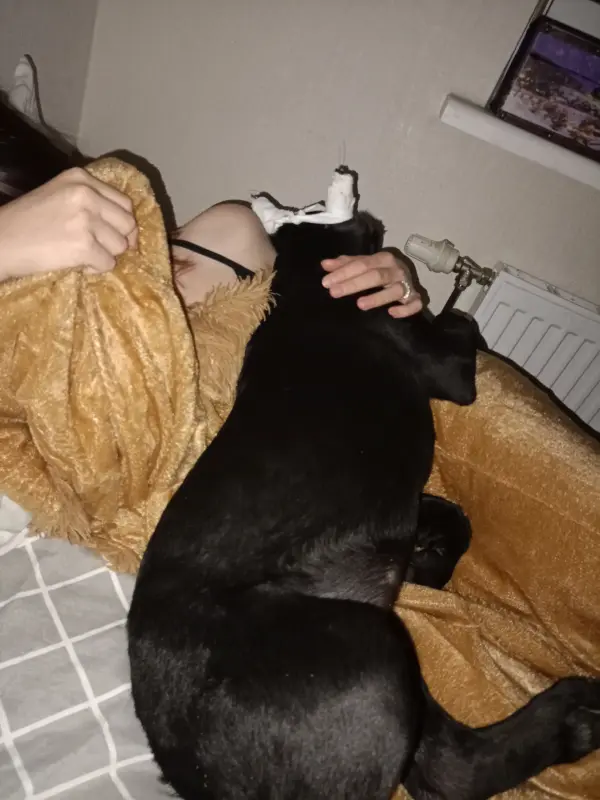 Щенки Кане Корсо