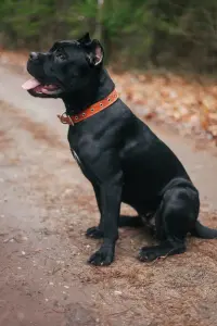 Щенки Кане Корсо