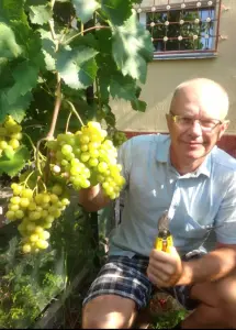 саженцы винограда