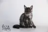 Котята Мейн-Кун из питомника