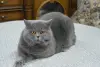 Вязка.Британский кот голубого окраса - Вся Беларусь - 96343 - Доска объявлений Kupika.by - Фото 2