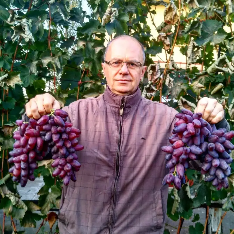 саженцы винограда