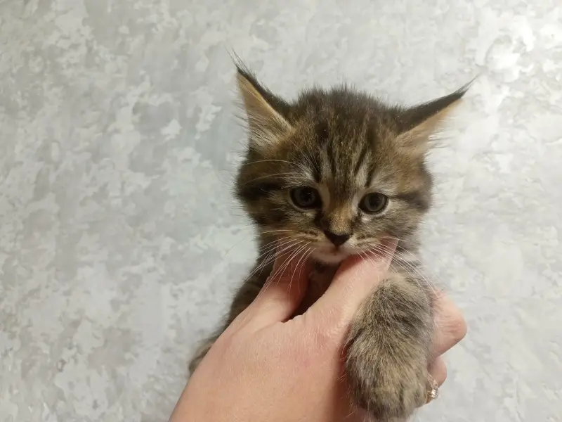 Продам: шотландские вислоухие котята