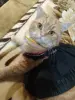 Нарядное платье для кошек