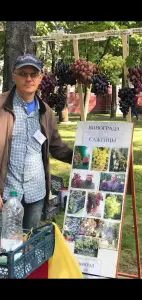 саженцы винограда