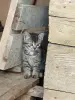 Бездомные котята ищут дом