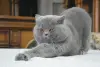 Вязка.Британский кот голубого окраса - Вся Беларусь - 96343 - Доска объявлений Kupika.by