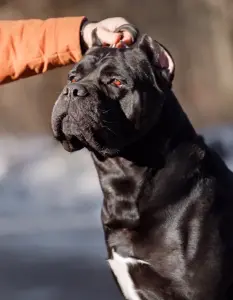 Щенки Кане Корсо