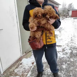 Той пуделя щенки
