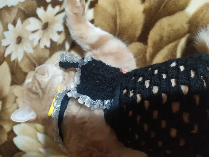Платье для кошки