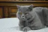 Вязка.Британский кот голубого окраса - Вся Беларусь - 96343 - Доска объявлений Kupika.by - Фото 4