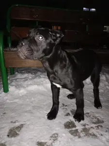 Щенки Кане Корсо