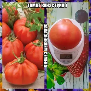 Томат КАНЭСТРИНО