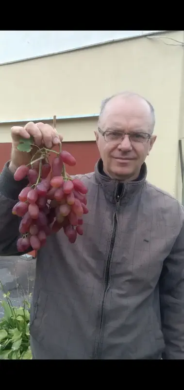 Черенки и саженцы винограда