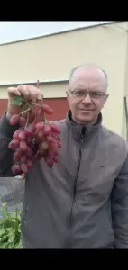 саженцы винограда