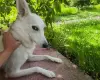 Очаровательная молодая собака Баджи в дар