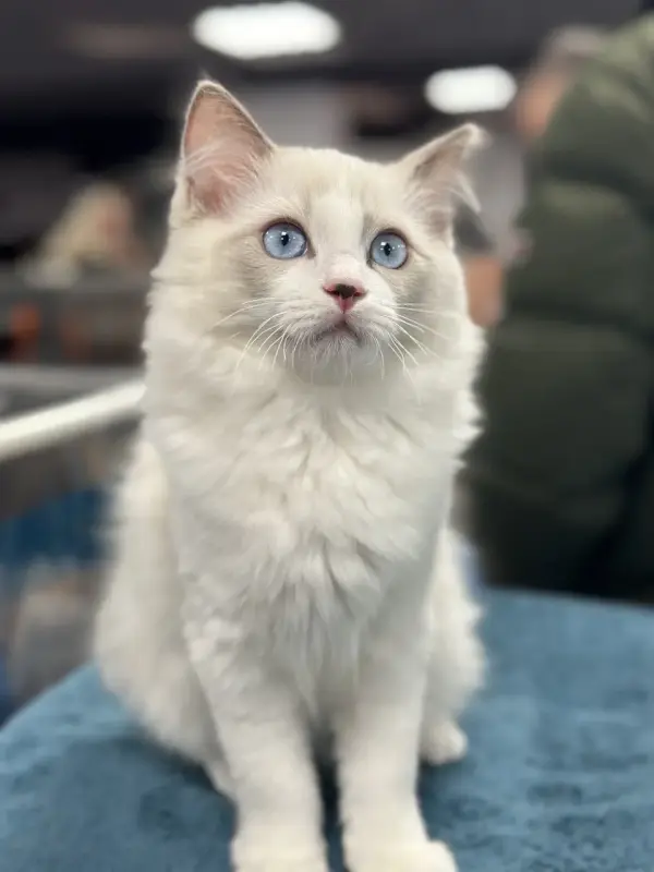 Котёнок Рэгдолл мальчик