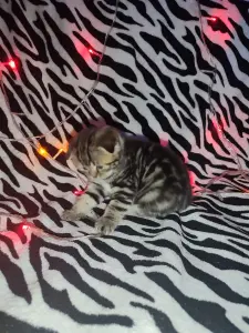 Продаются шотландские котята