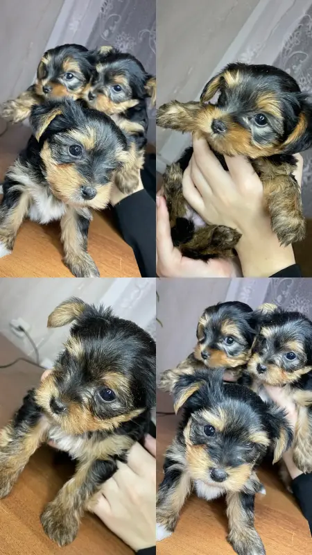 Щенки йоркширский терьера