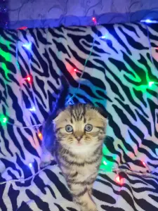 Продаются шотландские котята