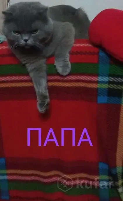 Продаю шотландских вислоухих котят