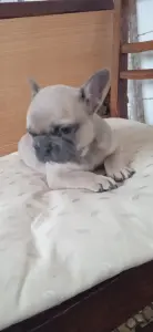 Щенки