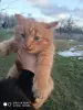 В добрые руки коты