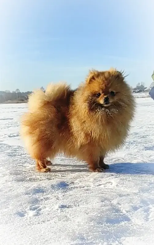 Померанский шпиц, щенки. Мини мишки