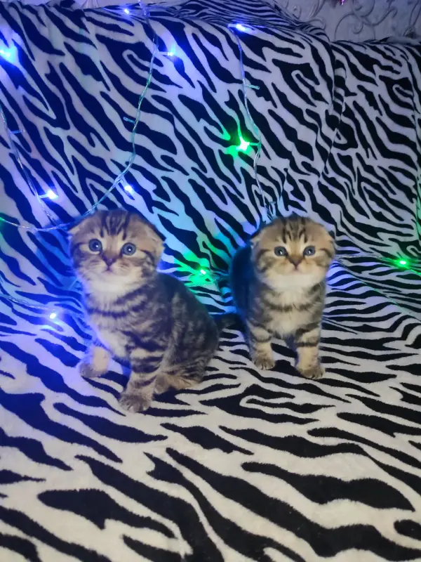 Продаются шотландские котята
