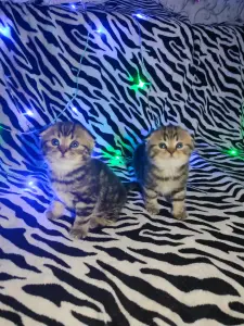 Продаются шотландские котята