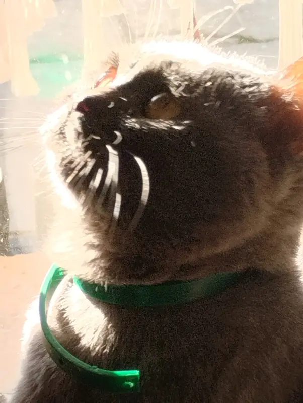 Шотландская кошка