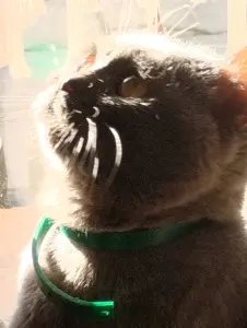 Шотландская кошка