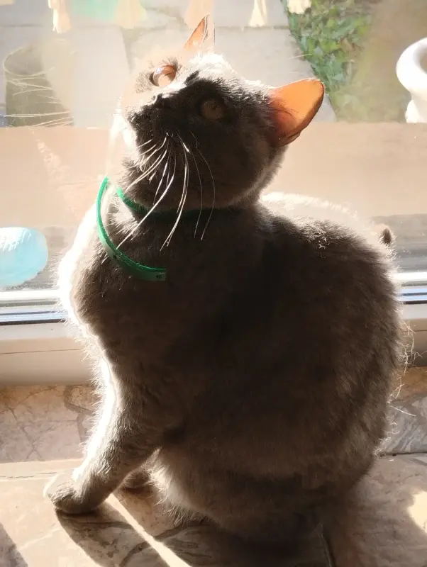 Шотландская кошка