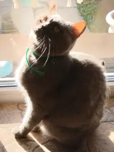 Шотландская кошка