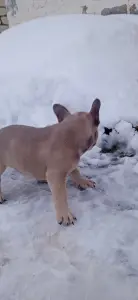 Щенки