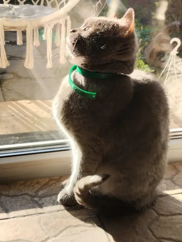 Шотландская кошка