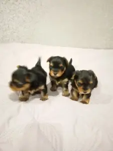 Щенки