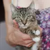 Кошка Микуша - скромница милашка
