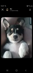 Щенок