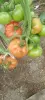 Семена томатов и перцев