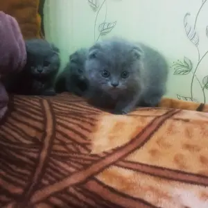 Продаю шотландских вислоухих котят