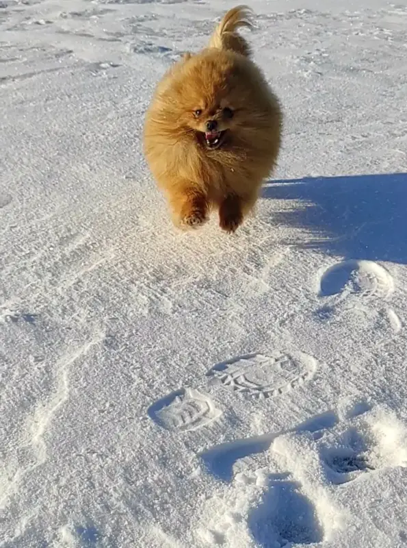 Померанский шпиц, щенки