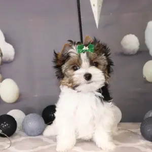 Щенки бивера счастье в дом!