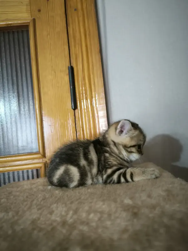 Котята шотландская шиншилла