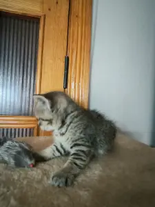 Котята шотландская шиншилла